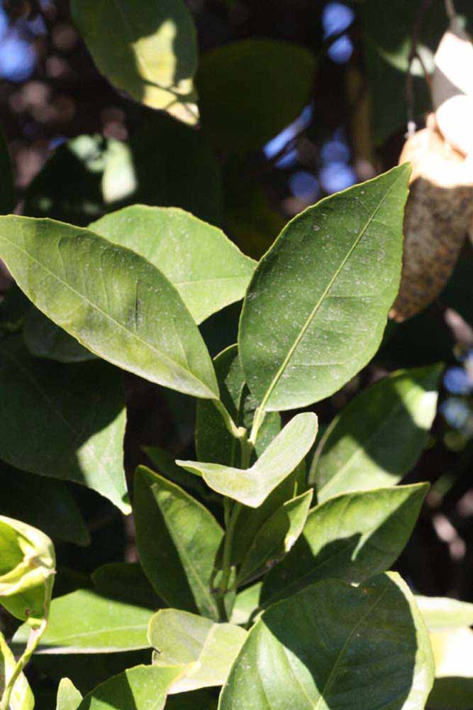            Sun leaves (Riverside, CA)   